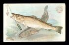 1900 carte poisson de morue BRAS & HAMMER soda J15 église et carte DWIGHT #11 pêche