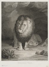 C. RAHL (1812-1865), Afrikanische Löwen, Kupferstich Romantik Tiere 1850-1899