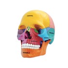 Human Anatomy Assembly Model Medcine Science Art Teaching Skull Head Muscle Mold