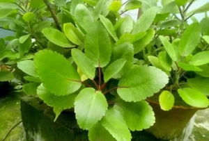 KALANCHOE PINNATA Live Leaves For Plantation Akkapana Miracle leaf - Picture 1 of 6