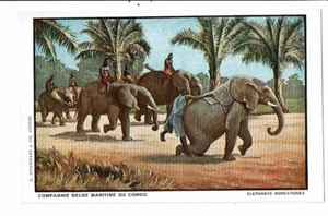CPA - Carte Postale Congo ex Belge- Eléphants domestiques -VM16501 - Picture 1 of 2