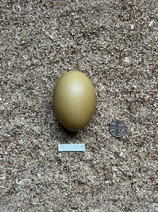 REPLICA BITTERN BIRDS EGG - Picture 1 of 2