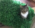 2x Tissue paper grass mat cat  - HEAVYWEIGHT  15x24 inches  