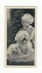 1936 Dog Card #09 Maltese