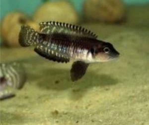 Live Fish Rare Lamprologus Speciosus “Black Ocellatus” African Cichlid - Picture 1 of 1