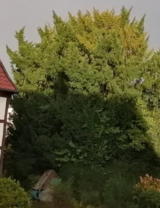 Eibenzweige Tannenzweige Tannengrün Eibe Grababdeckung Dekoration ca. 5 kg - Bild 1 von 3