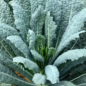 1/4 Lb Lacinato Kale Seeds - Everwilde Farms Mylar Seed Packet - Picture 1 of 2