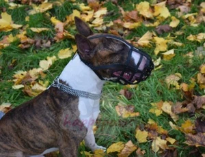 Bozal de cuero para perro | Bull Terrier inglés y otros hocicos cortos | fuerte, elegante - Imagen 1 de 2