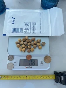 Garlic variety "Elephant" 25 medium seeds for planting - Picture 1 of 7