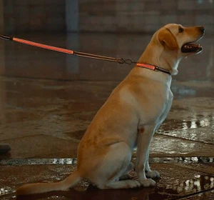 Leuchtende LED Hundescheine USB wiederaufladbare Leine 7 Farben LED Light Up und 2 reflektieren - Bild 1 von 12