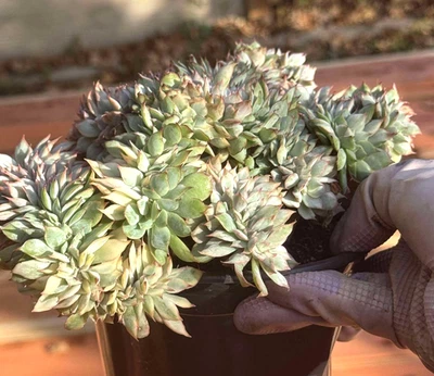 Suculentas importadas planta viva rara suculenta decoración del hogar planta Echeveria Esther Foto 1 de 4