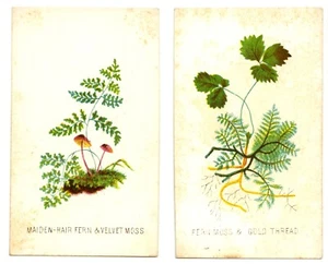 PRANG WOOD MOSS - Picture 1 of 7