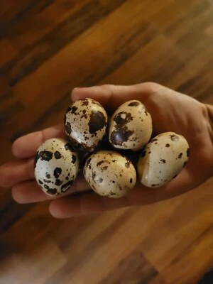 JUMBO WHITE TEXAS A&AMP;M 30 Extra large Jumbo white/Texas A&M hatching eggs