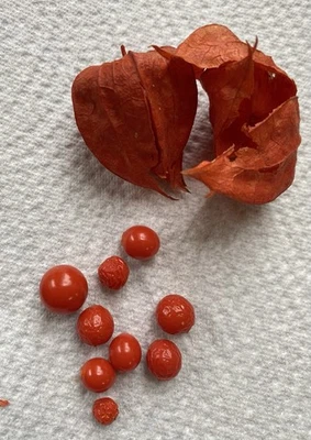Samen Physalis variegata  - Bild 1 von 4
