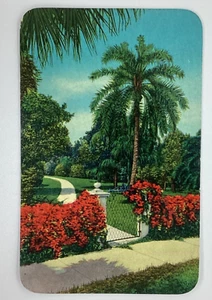 Postcard Beautiful Garden Palms Red Flowers Florida FL H381 - Picture 1 of 2