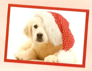 Golden Retriever Puppy Christmas Cards Santa Hat Polka Dots Glittery Pack of 12 - Picture 1 of 2