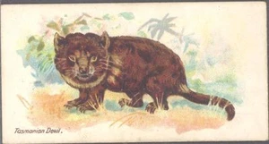 Players - Wild Animals of the World, 'issued by', no 'branch' - Tasmanian Devil - Picture 1 of 1