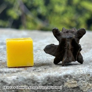 Amphibian vertebra fossil | pleistocene era | genuine specimen | cert. of - Picture 1 of 1