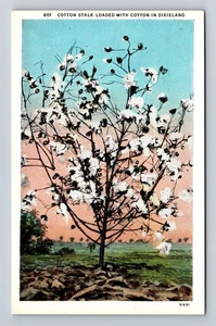 Tallo de algodón cargado con algodón, árbol, planta, antiguo, tarjeta vintage - Imagen 1 de 2
