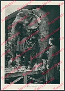 Deutsche Reichsbahn Transport Verladung Elefanten Dressur Zirkus Sarrasani 1939 - Bild 1 von 2