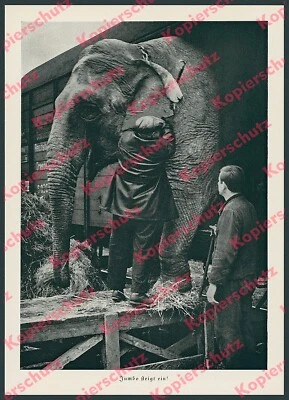 Deutsche Reichsbahn Transport Verladung Elefanten Dressur Zirkus Sarrasani 1939 - Bild 1 von 2