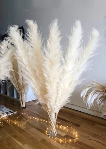 Pampas Grass Large White Cream Dried Natural Fluffy Tall Reed Decor 120 cm ( 1 ) - Picture 1 of 14