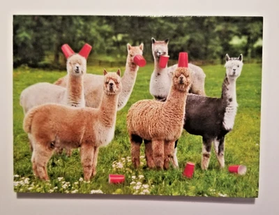 Humorous Adult Birthday Greeting Card Alpaca Avanti Press + Envelope - Image 1 of 3