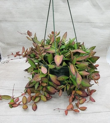 Hoya Rosita – Rare Trailing Wax Plant – 4" Pot – Indoor Houseplant - Image 1 of 4
