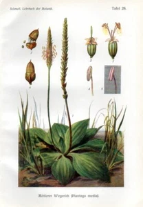 1908 SCHMEIL CHROMOLITHOGRAPH hoary plantain - Picture 1 of 3