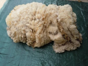 Ryeland unwashed raw sheep fleece wool spinning crafts, insulation, vineyards () - Picture 1 of 4