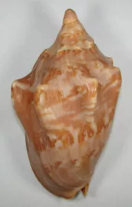 VOLUTA AULICA 136,22mm HERMOSO RARO ESPÉCIMEN XXL Isla Jolo, Filipinas - Imagen 1 de 2