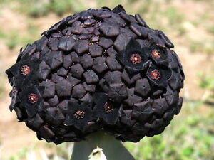 5 Caralluma acutangola (BLACK FLOWER) clone 45Y SEEDS SEMI SAMEN stapelia orbea