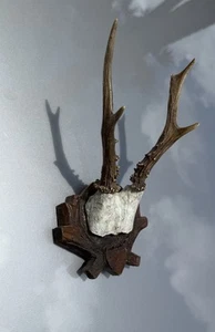 Antique Antler Black Forest Carved Wood Base Trophy - Picture 1 of 7