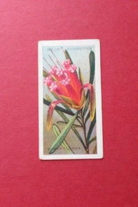 wills Zigarettenkarte AUSTRALIAN WILD FLOWERS 1913 CARD NUMBER 13 - Bild 1 von 2