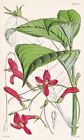 Stemonacanthus Macrophyllus Neuf Granada Fleur Botany Lithograph Curtis 4448