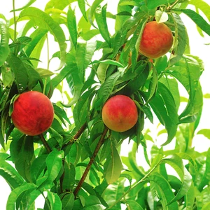 Peach Tree 'Sugar Giant' - Picture 1 of 4