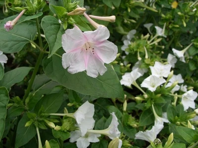 40 Samen Wunderblume Mirabilis jalapa Farton weiß mit Rosa (2025 gesammelt) - Bild 1 von 4