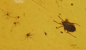 Oribatida (Moss Mite), Fossil insect inclusion in Burmese Amber - Picture 1 of 3