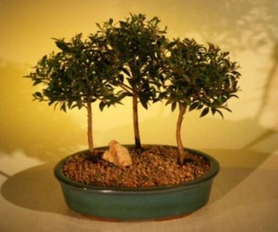 3 Brush Cherry Bonsai Tree Live Plants Forest Group Flowering 6-7" Tall Indoor - Image 1 of 2