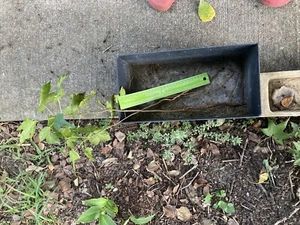 Maple Seedling - Picture 1 of 2