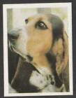 Dogs - Spanish Trade Trading card circa 1985 #145 Basset Hound Dog
