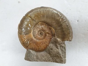 Anpräpariertes herrliches Hildaites serpentinum - Lias - Altdorf - Ammonit - Bild 1 von 16