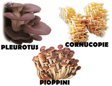 KIT COLTIVAZIONE FUNGHI PLEUROTUS PIOPPINI SUBSTRATO FUNGAIA PANI BALLA DA 20KG