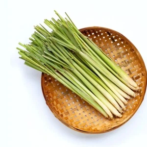 1LB Fresh LEMONGRASS Stalks Cymbopogon Asian Herb Veggies Newly Harvested - Picture 1 of 8