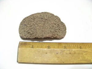 fossile Algen Pflanze Meeresbewohner Artefakt Knochen Ozean Meer - Bild 1 von 2