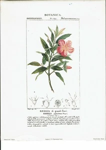 Reproduction de lithographie -Botanica-Ressia di grandi fiori-Rhexia speciosa  - Picture 1 of 1