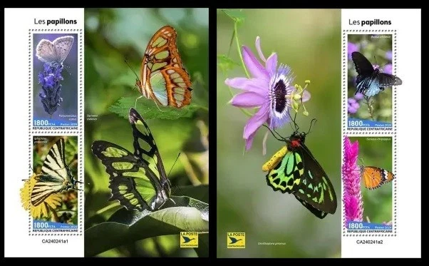 Central Africa 2024 Butterflies.  (241) - Image 1 of 1
