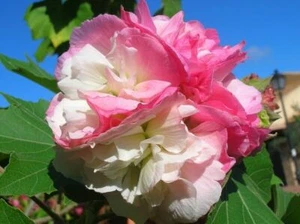 HIBISCUS MUTABILIS - HIBISCUS CHANGES COLOR, 20 SEEDS with FREE - Picture 1 of 3