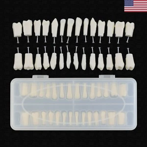 1 Set 28pcs Dental Typodont Teeth Replacement with Screws Kilgore Nissin 200 Fit - Picture 1 of 12