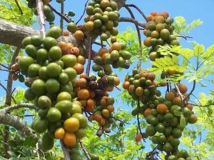 HOG PLUM/JAMAICAN RED COAT PLUM Spondias purpurea 1 CUTTINGS 10-15“ WOW! WOW! - Picture 1 of 1